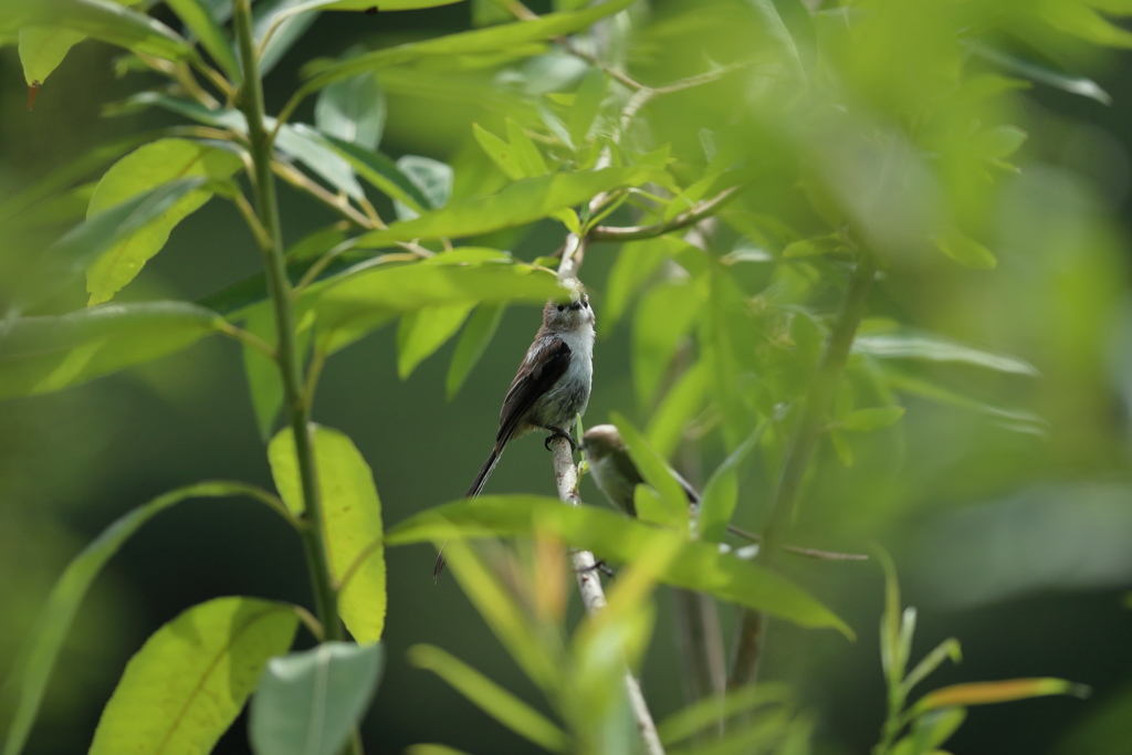 モフモフの子５