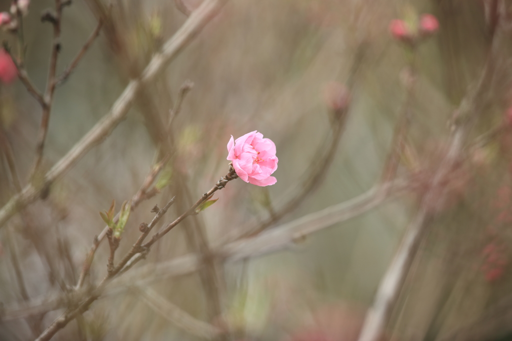 桃の花３