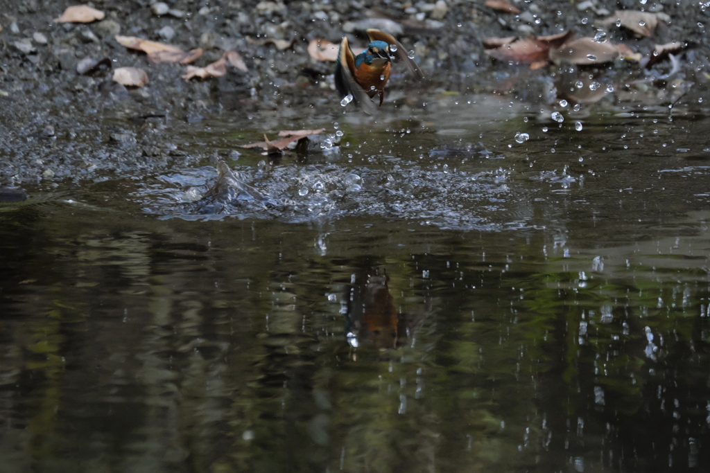 ここまで撮れたよ８