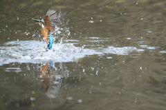 捕れtか・・・捕れてない１