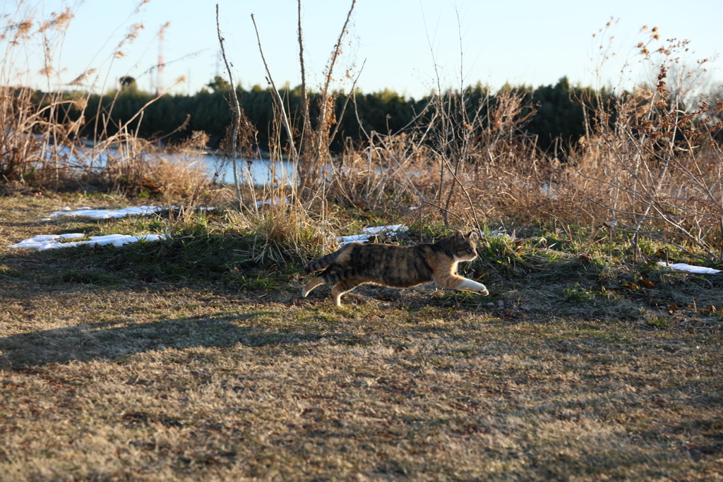 飛ぶにゃんこ先生