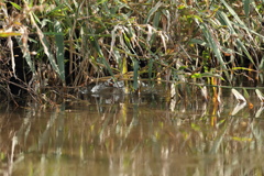 何で此処に行く？