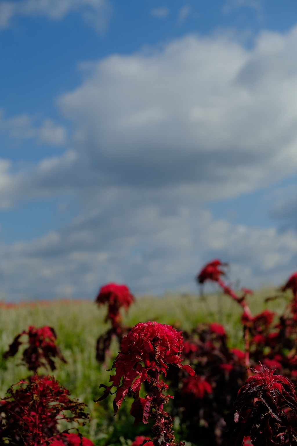 花の名前忘れた