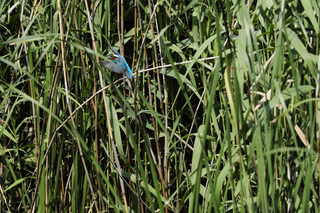 遠ければ追えそう２