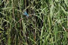 遠ければ追えそう2