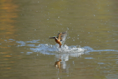 真っ直ぐ飛び込んでね