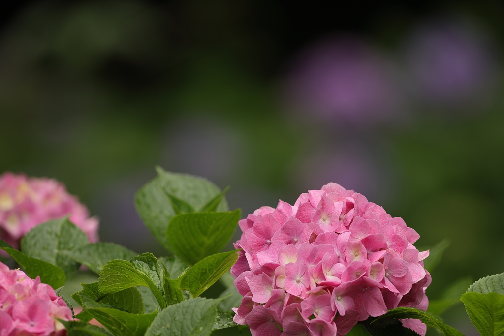 紫陽花の季節２