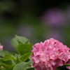 紫陽花の季節２
