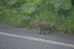 可愛いい・・・・