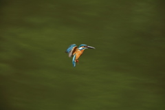 久しぶりのホバ