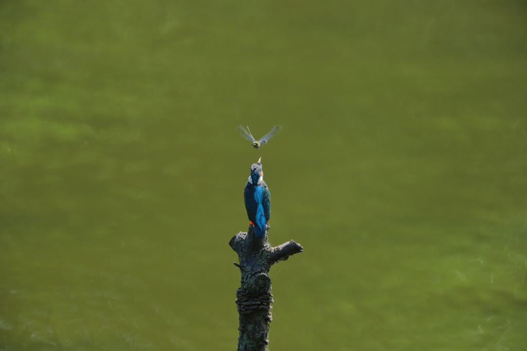 カワちゃんｖｓとんぼちゃん３