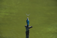 カワちゃんｖｓとんぼちゃん３