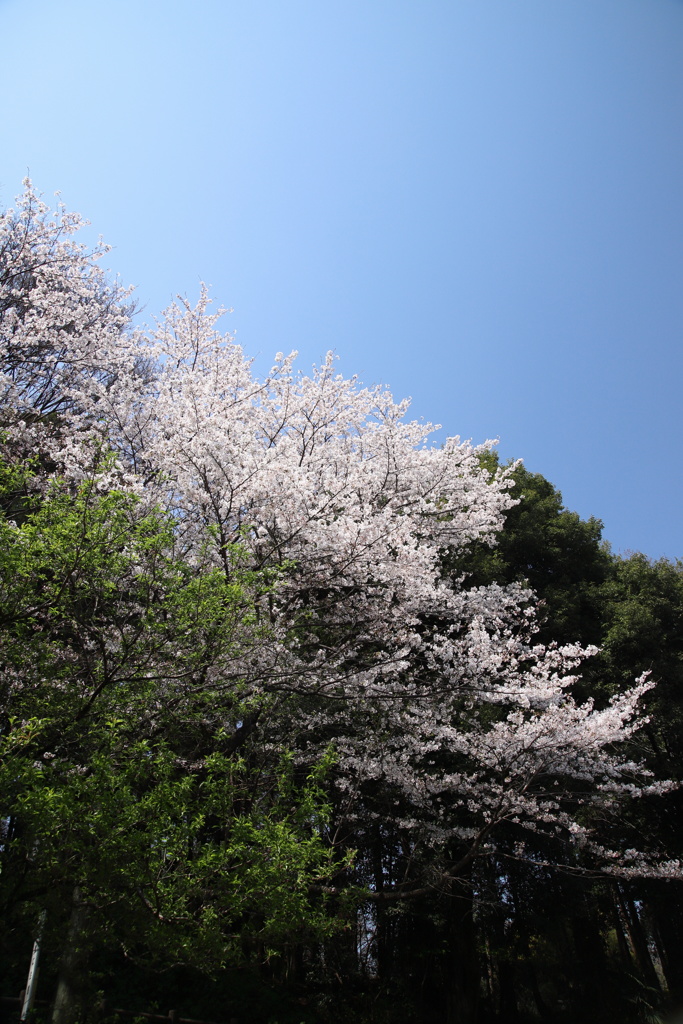 里山の春？⑤