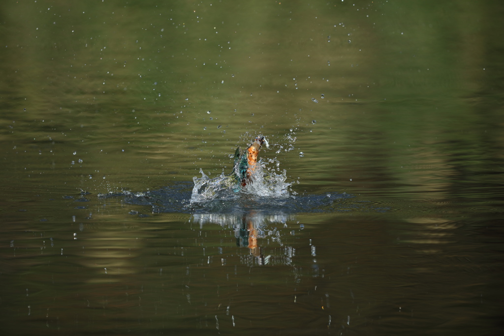 お魚くわえて１