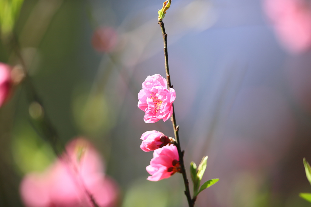 桃