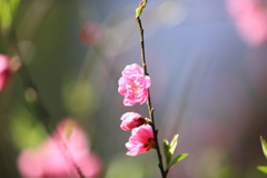 桃