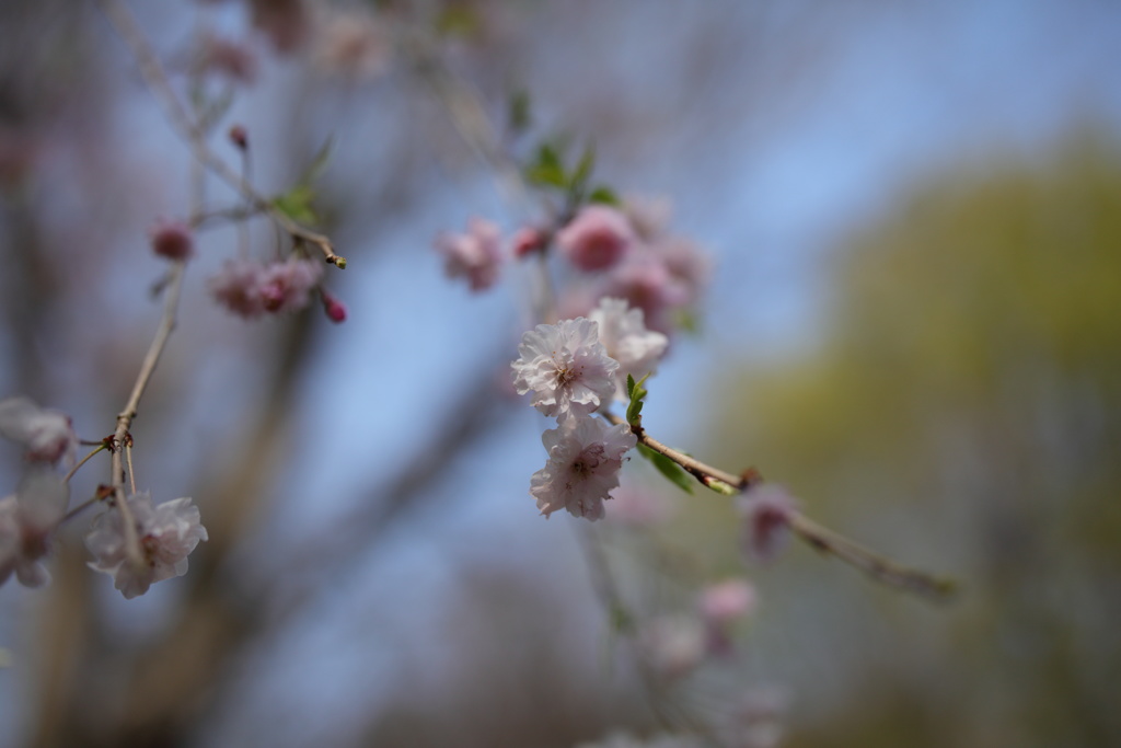 しだれ桜②