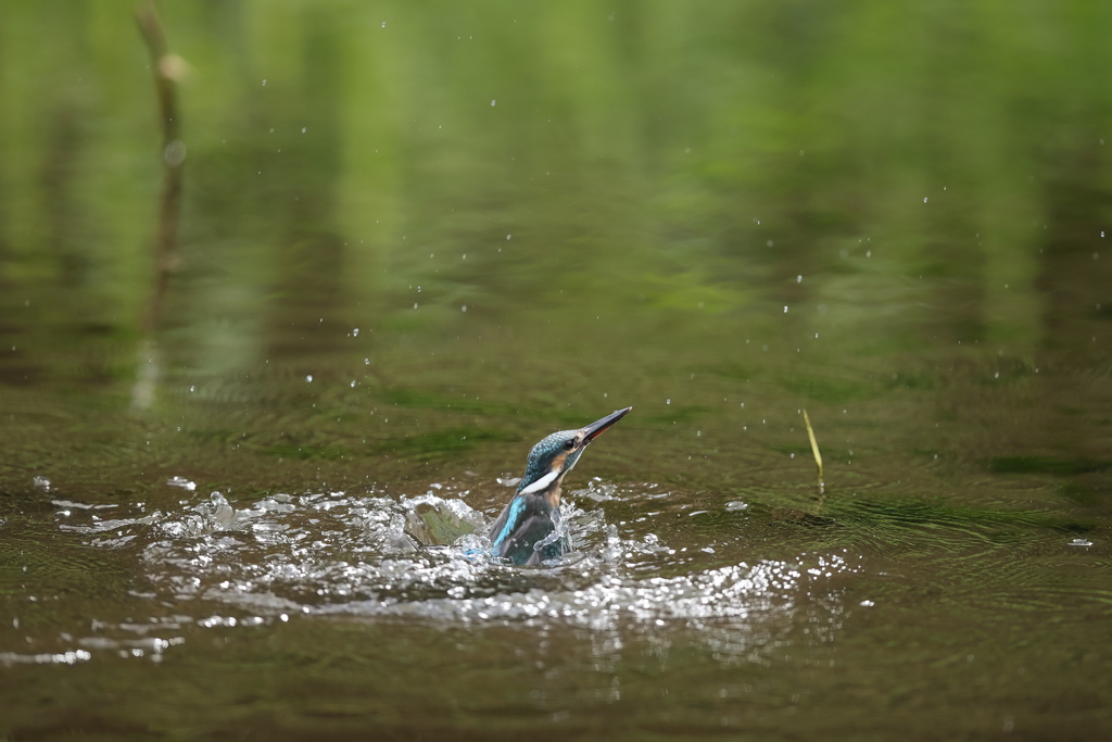 秒間16枚を見よ３