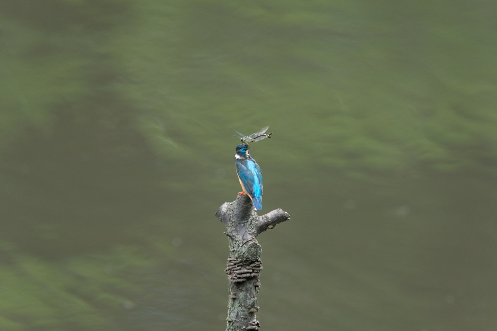 今日も留まるの？１