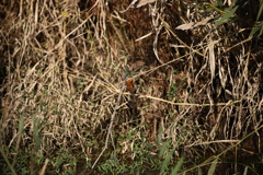 ホバでも隠します・・・