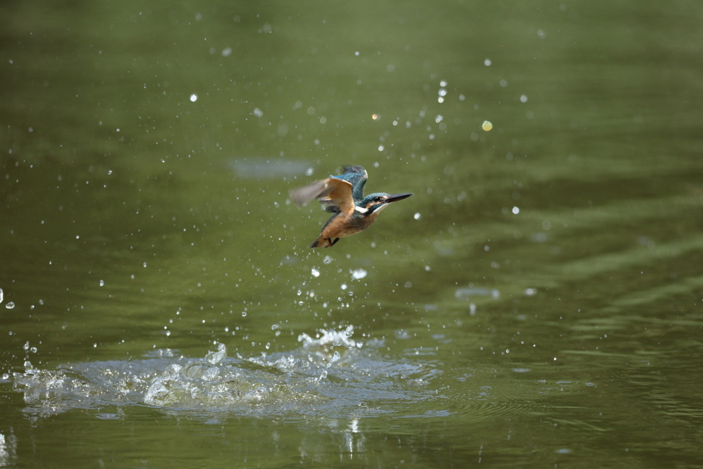 昨日から若＆姫が爆発