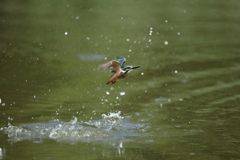 昨日から若＆姫が爆発