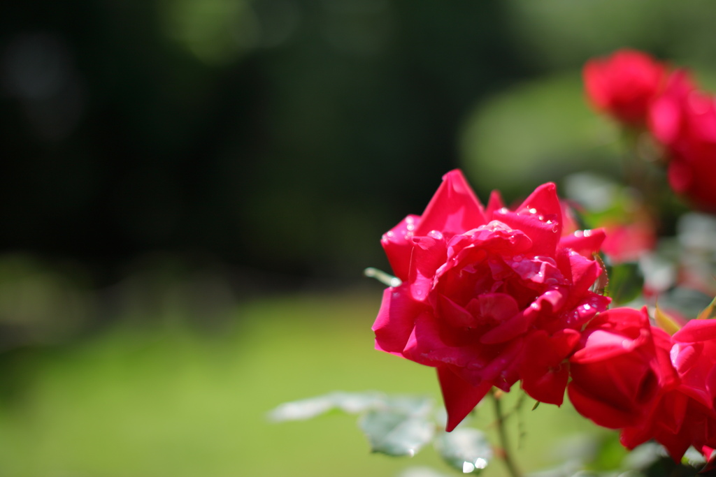 鳥を撮ってないな・・・