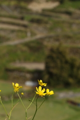 一足先に棚田の春（浮羽）