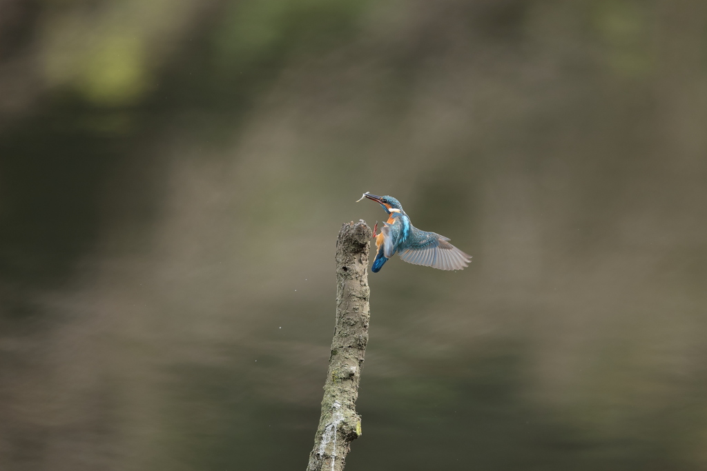 ご飯を、持ち帰り