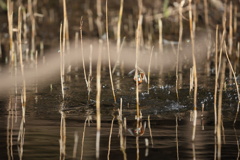 やっぱり、被った２