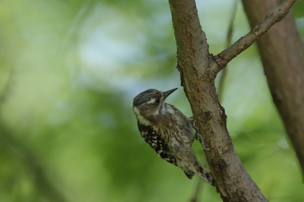 コゲラちゃん２