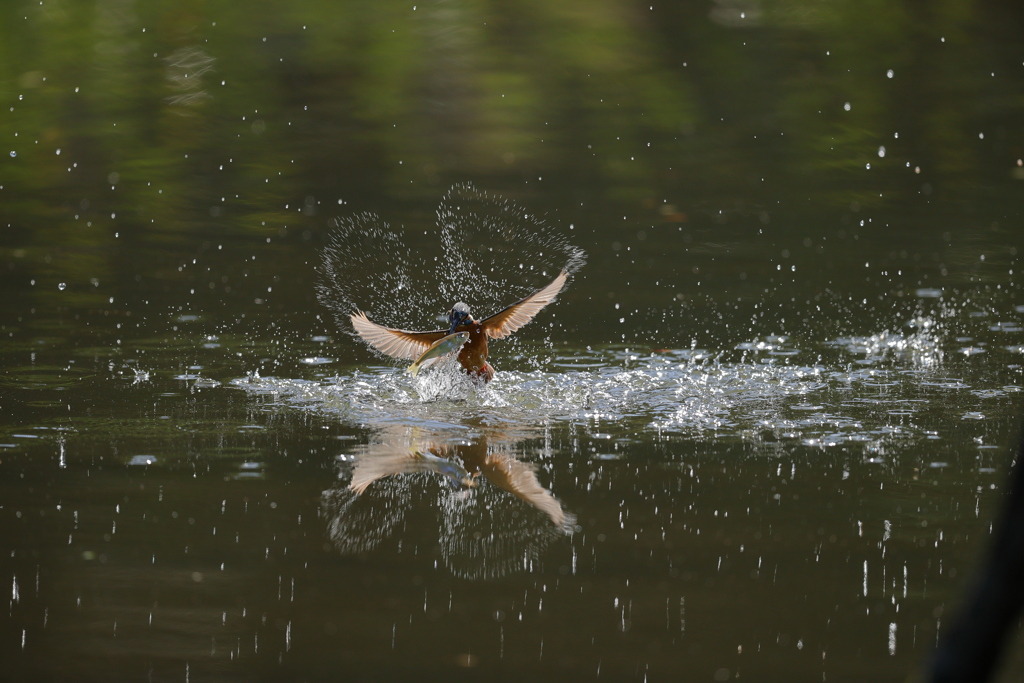 水カガミの、ダブルハート
