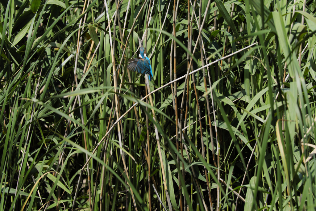 遠ければ追えそう４