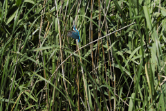 遠ければ追えそう4