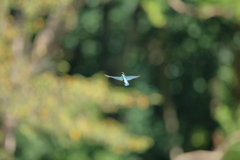 いきなりのホバ大会開催