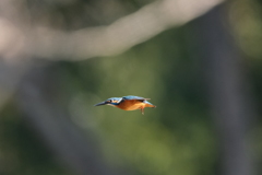 朝はホバ祭り４