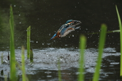 やっと水がらみ1