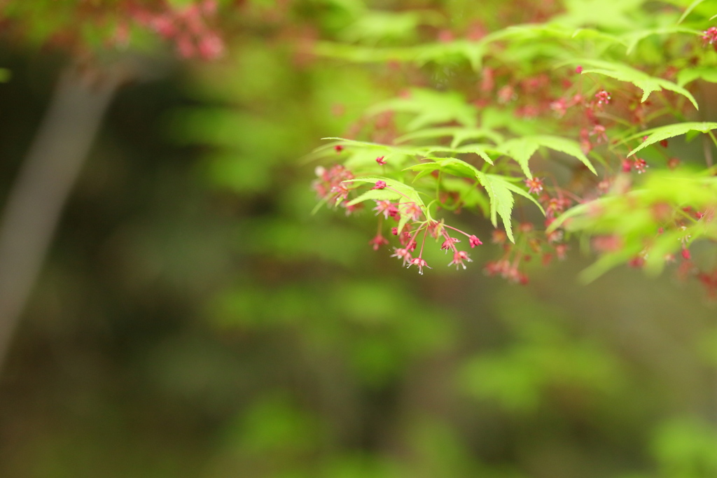 もみじの花？