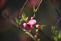 今年は早いな