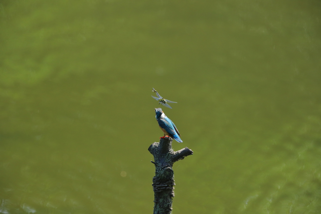 カワちゃんｖｓとんぼちゃん９