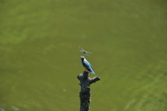 カワちゃんｖｓとんぼちゃん９