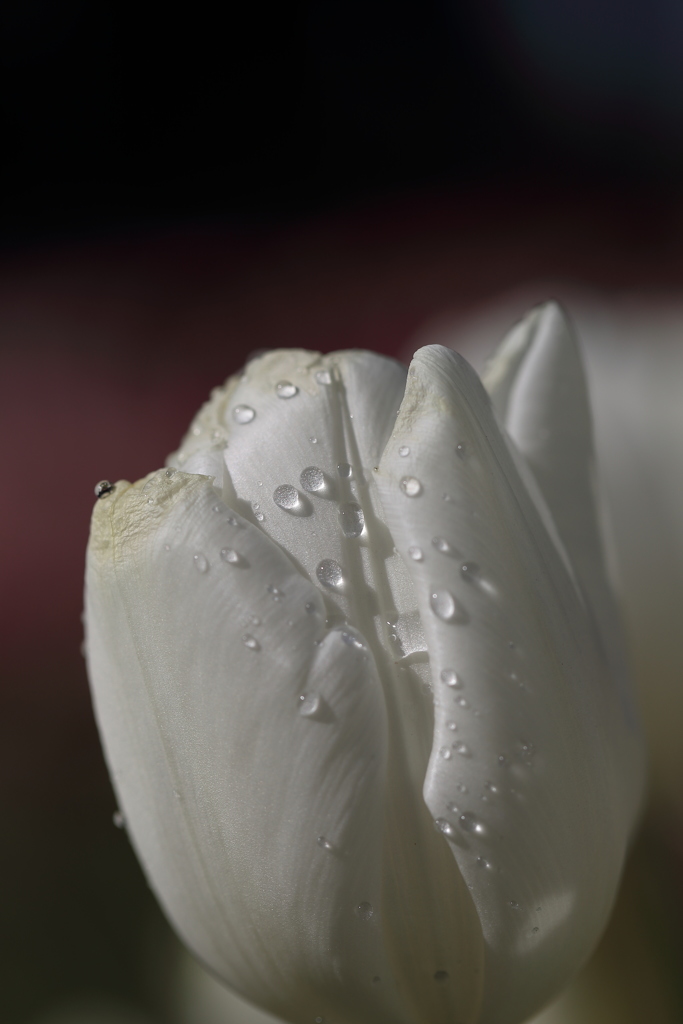 一足先に春を２