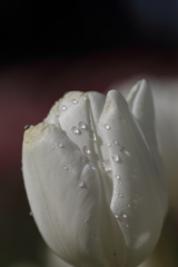 一足先に春を２