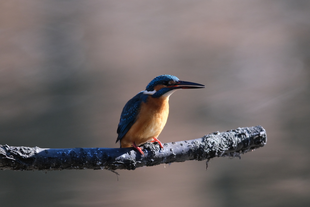 朝の子は女の子？２