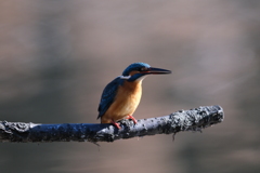 朝の子は女の子？２