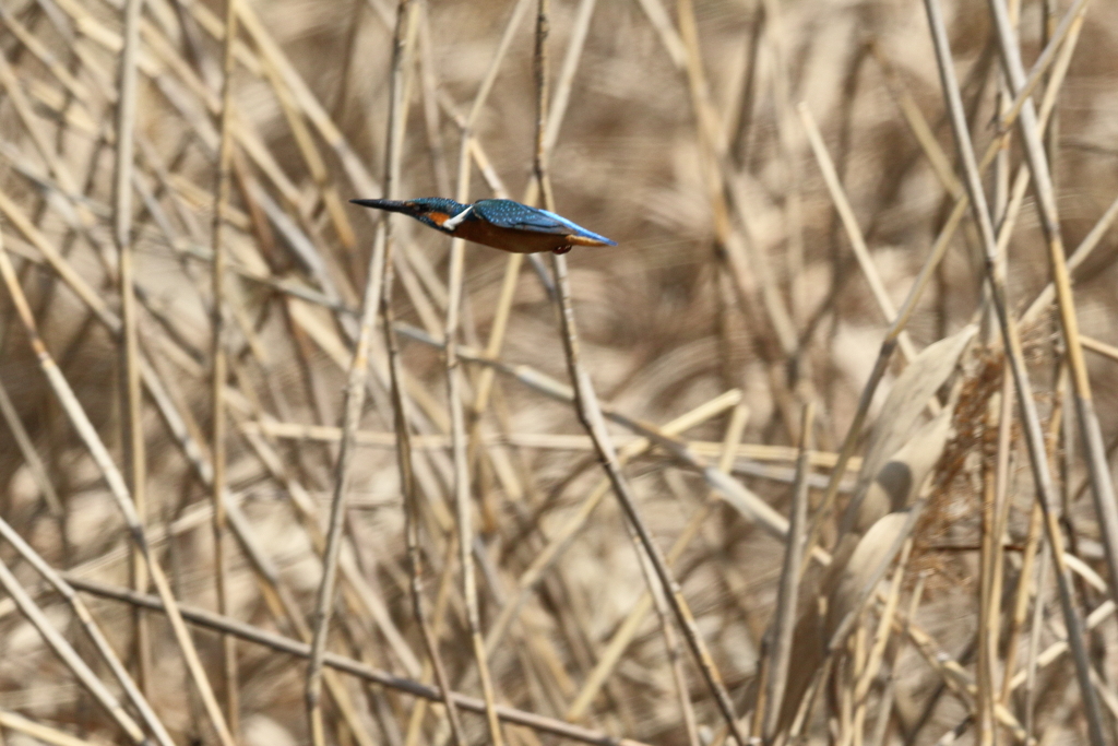 久し振りのカワちゃん１