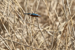 久し振りのカワちゃん1
