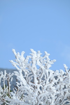 樹氷の始まり？