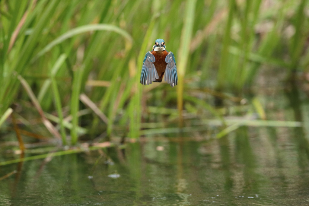 ホバだよね・・・３