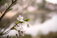桜咲く３